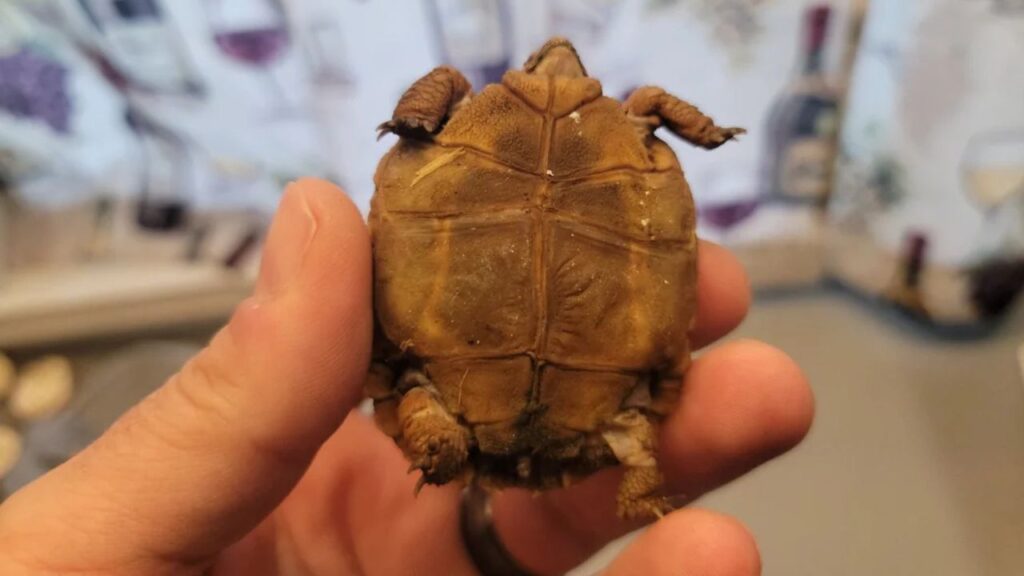 Tortoise Soft Shell