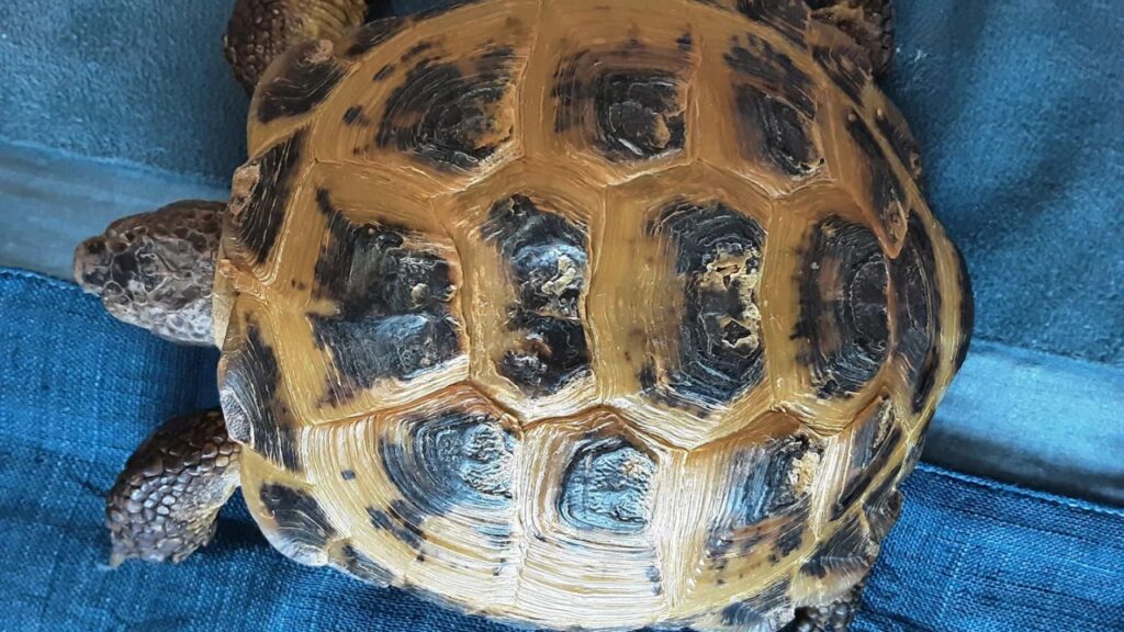 Tortoise Damaged Skin