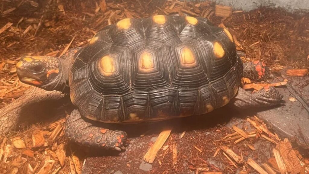 Tortoise Irregular Posture
