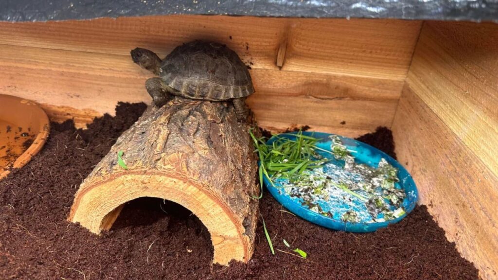 Tortoise Enclosure