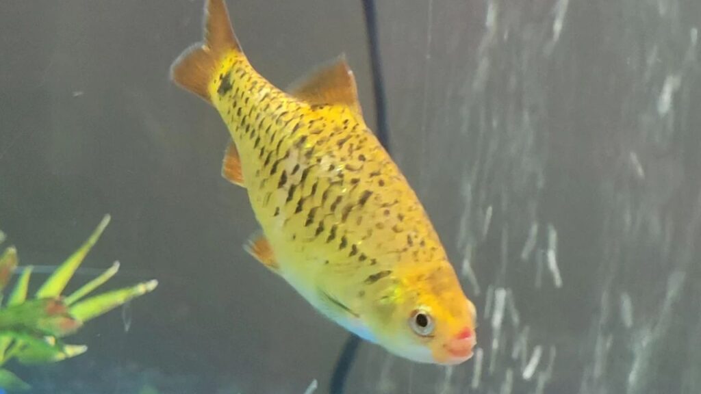 Golden Barb