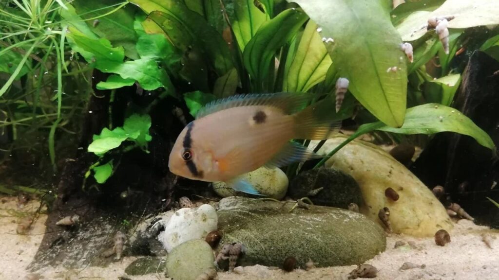 Keyhole Cichlid