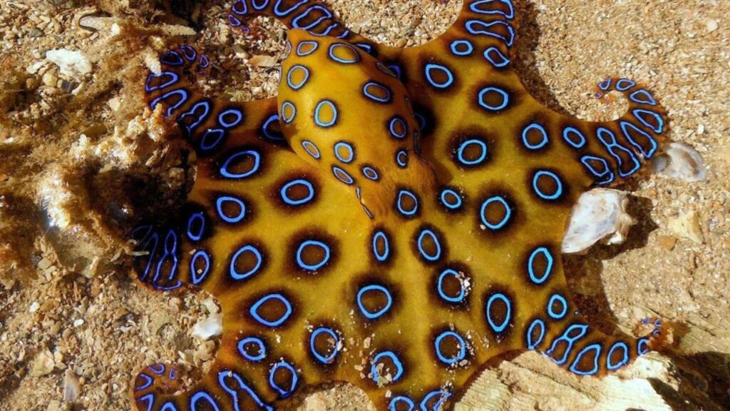 Blue-Ringed Octopus