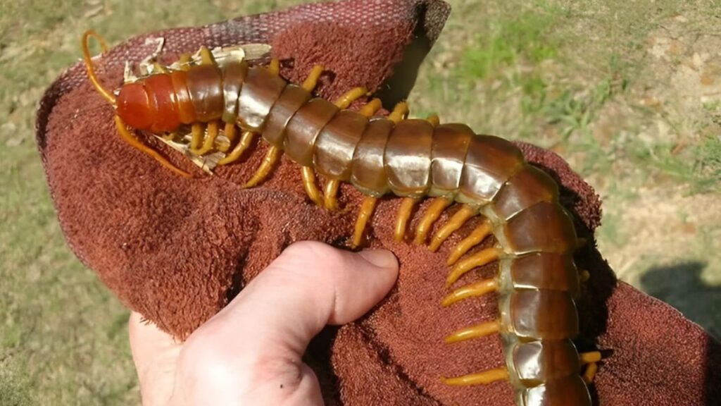 Amazon giant centipede