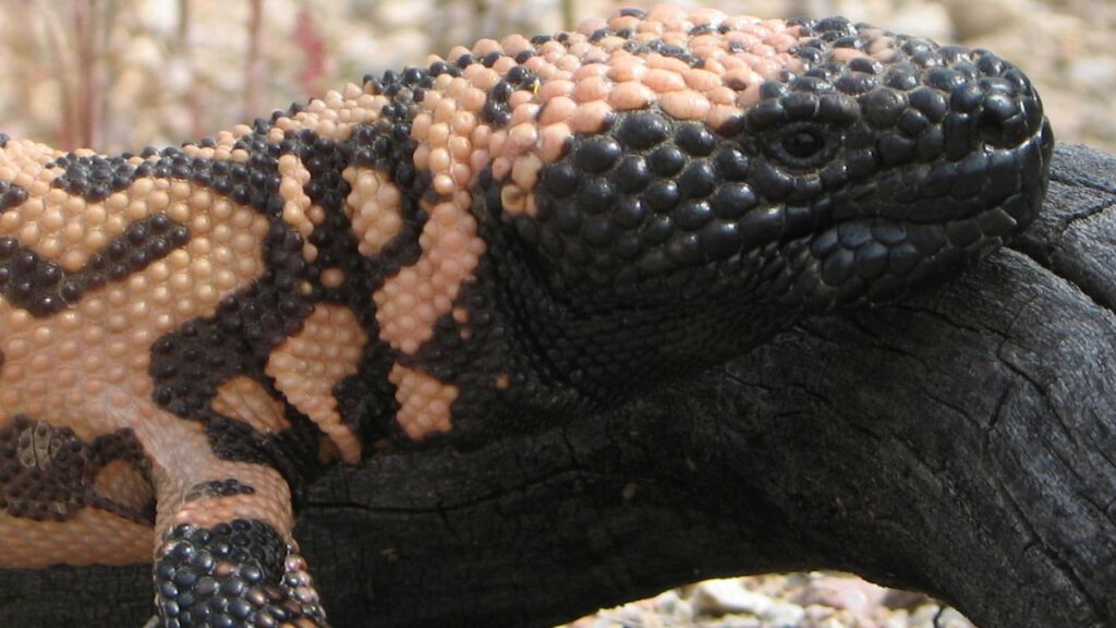 Gila monster