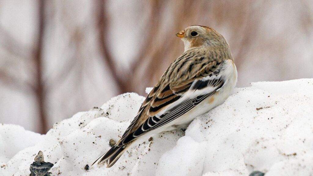Snow bunting