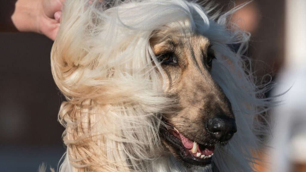 Afghan Hound