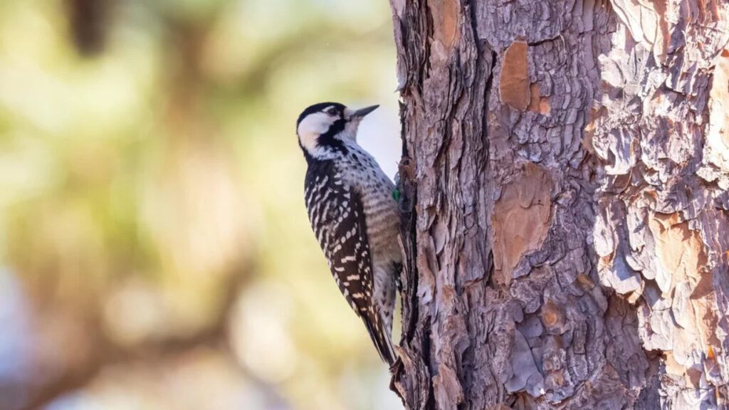 Red-cockaded woodpecker