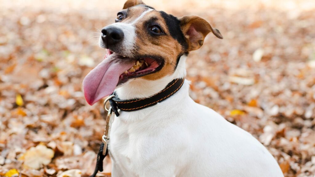 Jack Russel terrier
