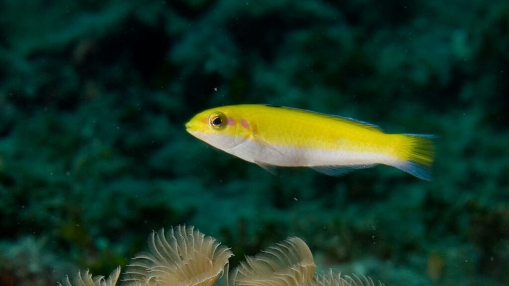 Bluehead Wrasse