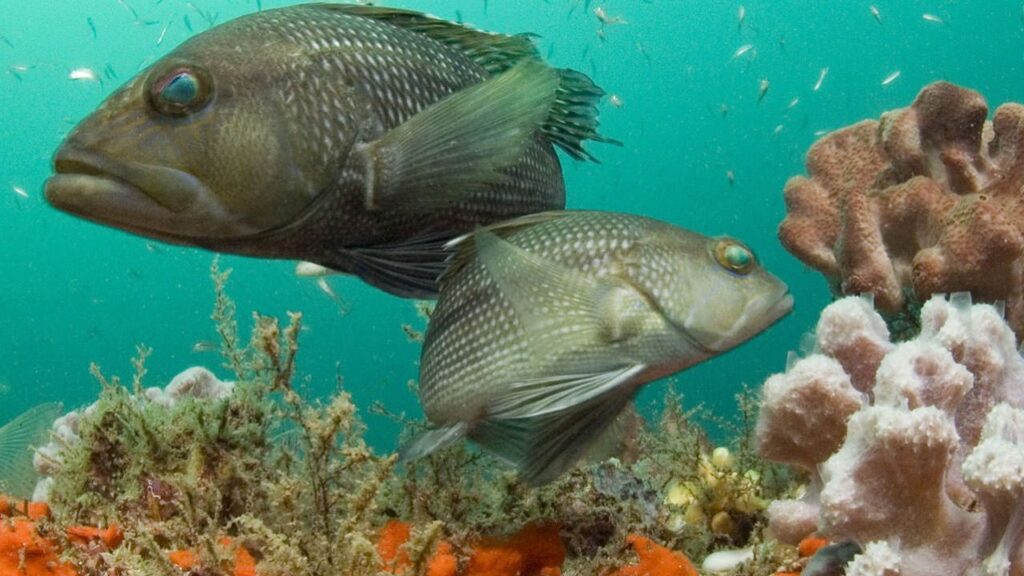 Black sea bass
