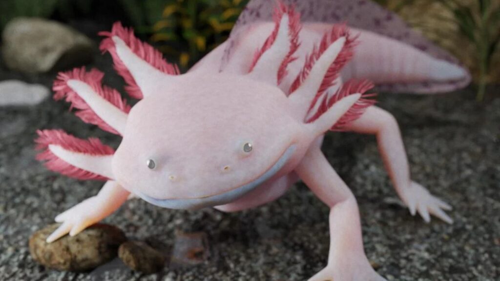 Axolotl