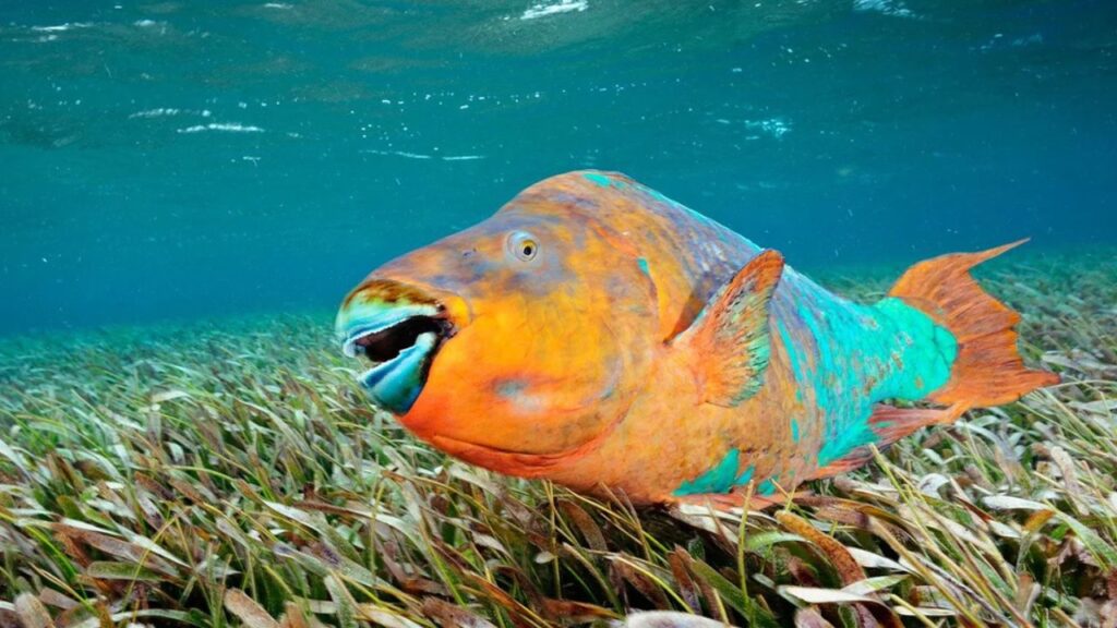 Parrotfish