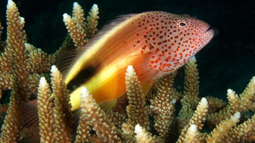 Black-sided hawkfish