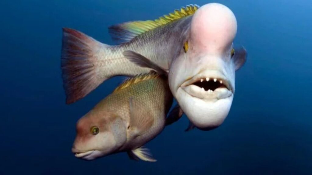 Asian sheephead wrasse