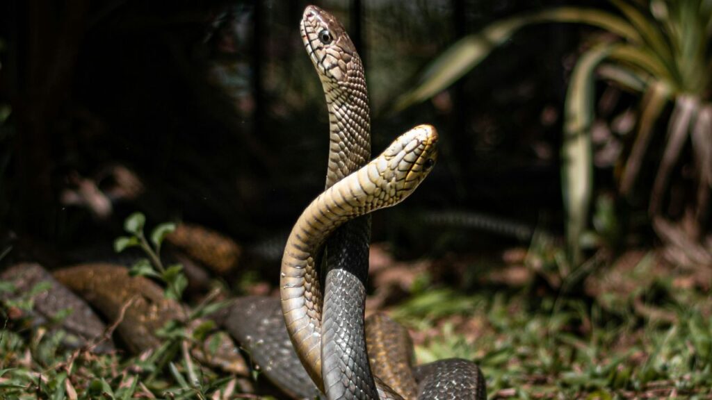 Two Snakes