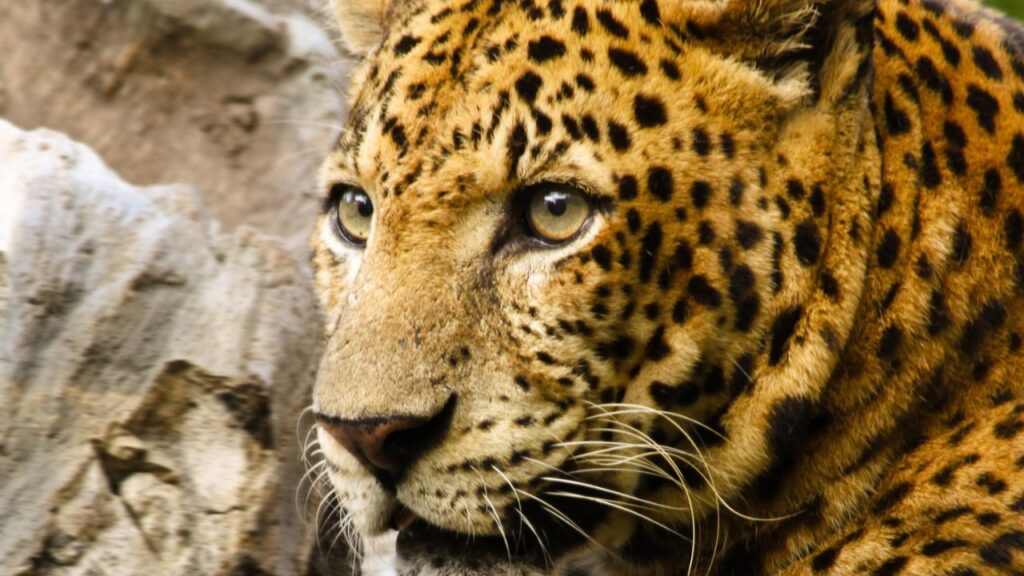Javan leopard