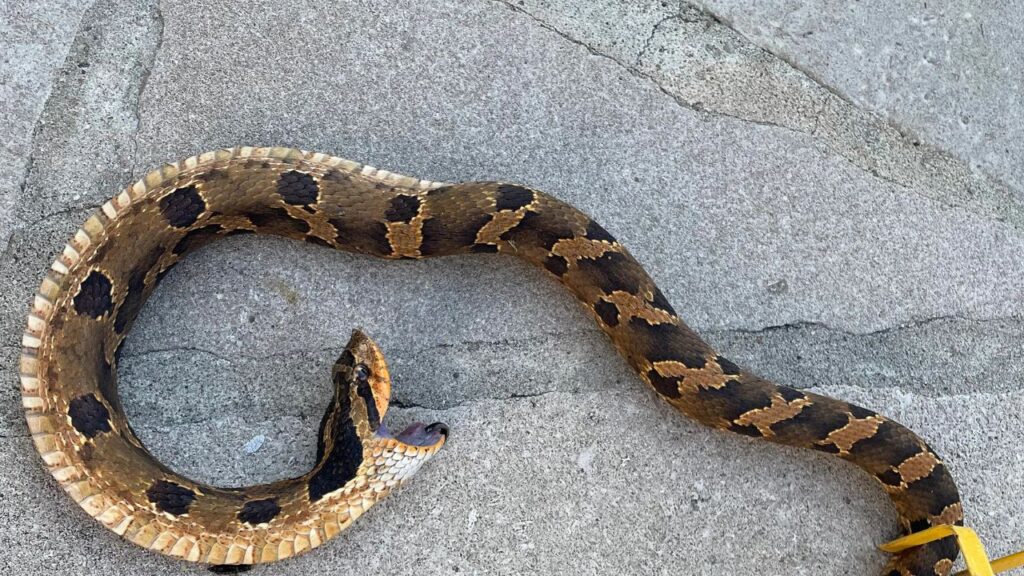 Snake Fake death