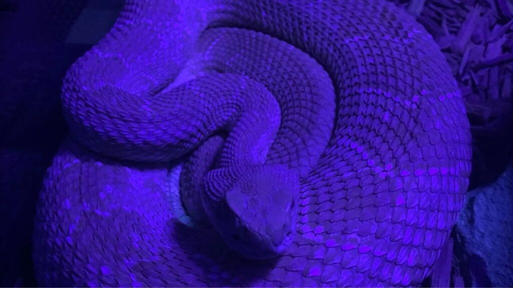 Rattlesnake under a black light