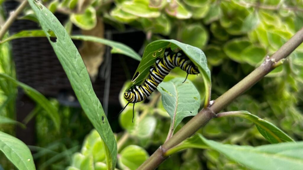 Caterpillar at backyard