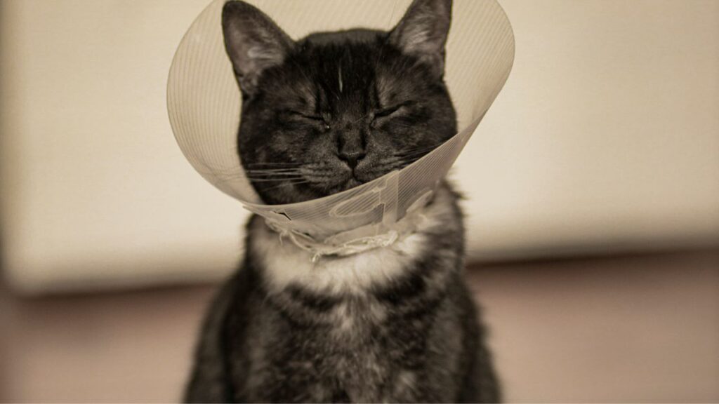 Cat in Pain