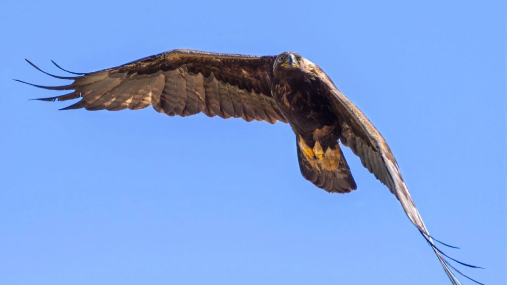 Golden Eagle