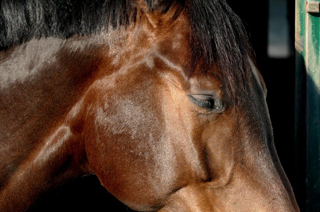 Close-up Shot of a Horse