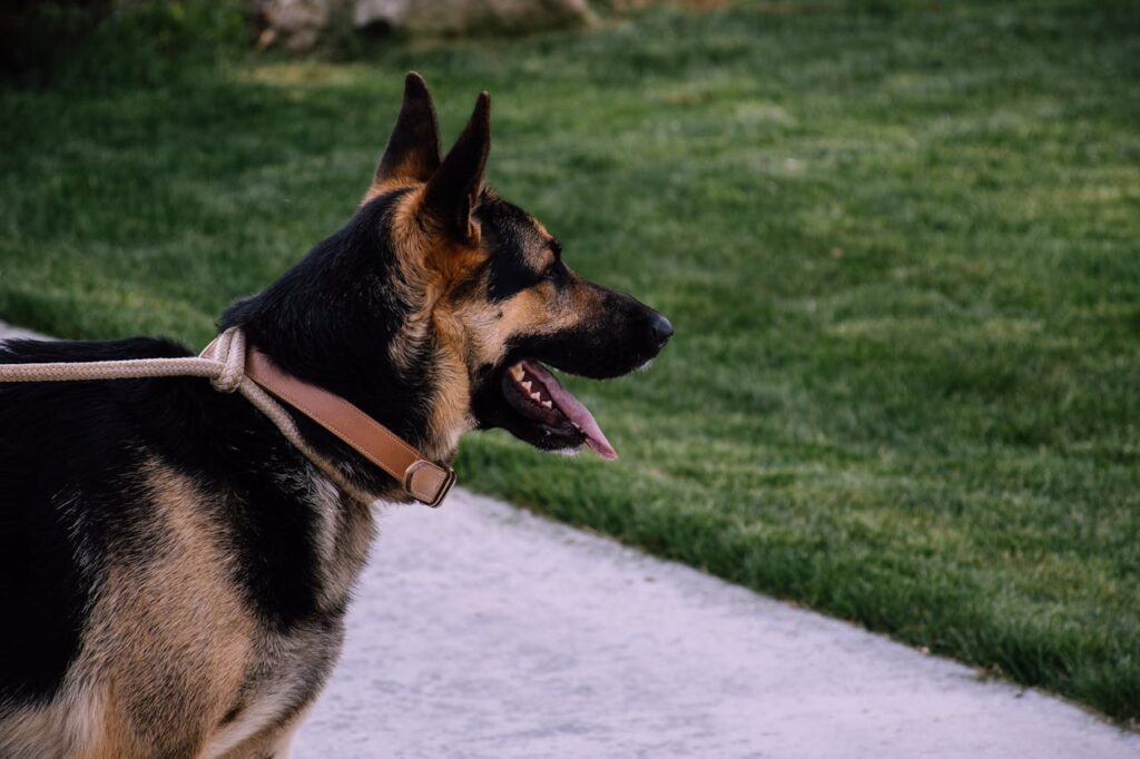 German Shepherd