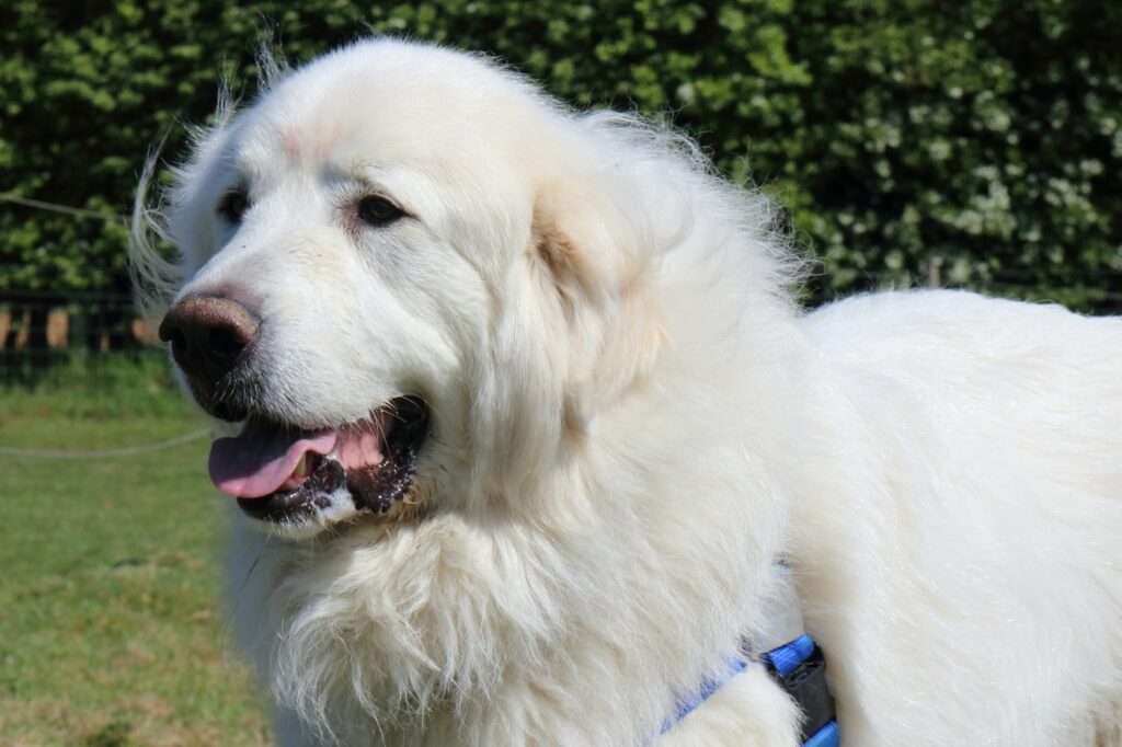 Great Pyrenees