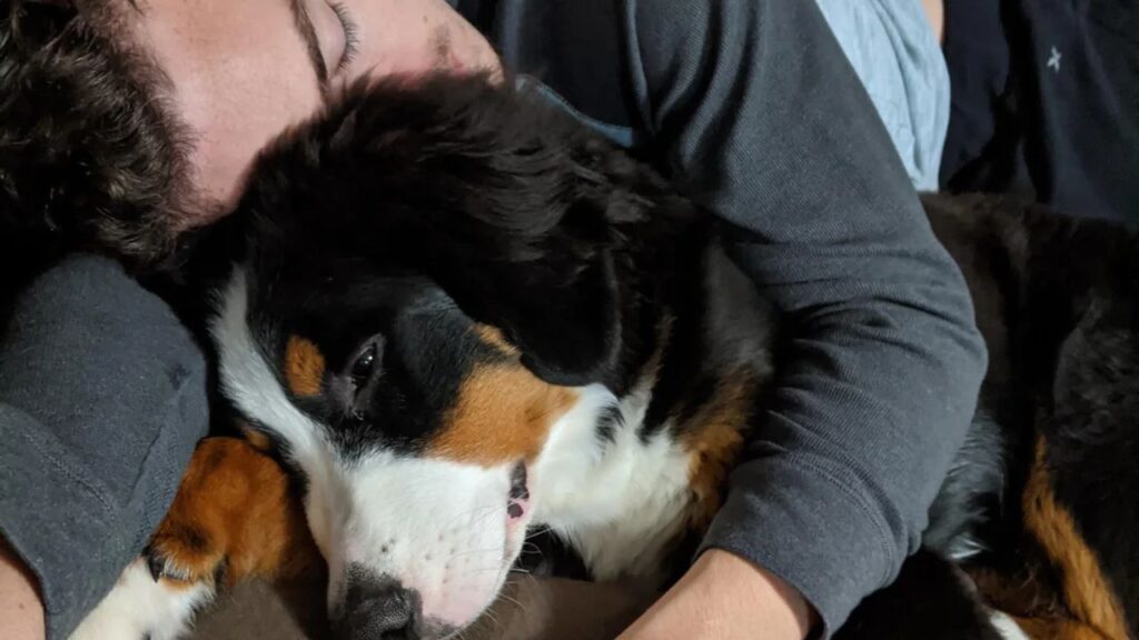Bernese Mountain Dog Cuddle