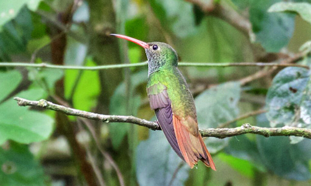 Buff-bellied_Hummingbird_(Amazilia_yucatanensis)_Sabal_Palm_C