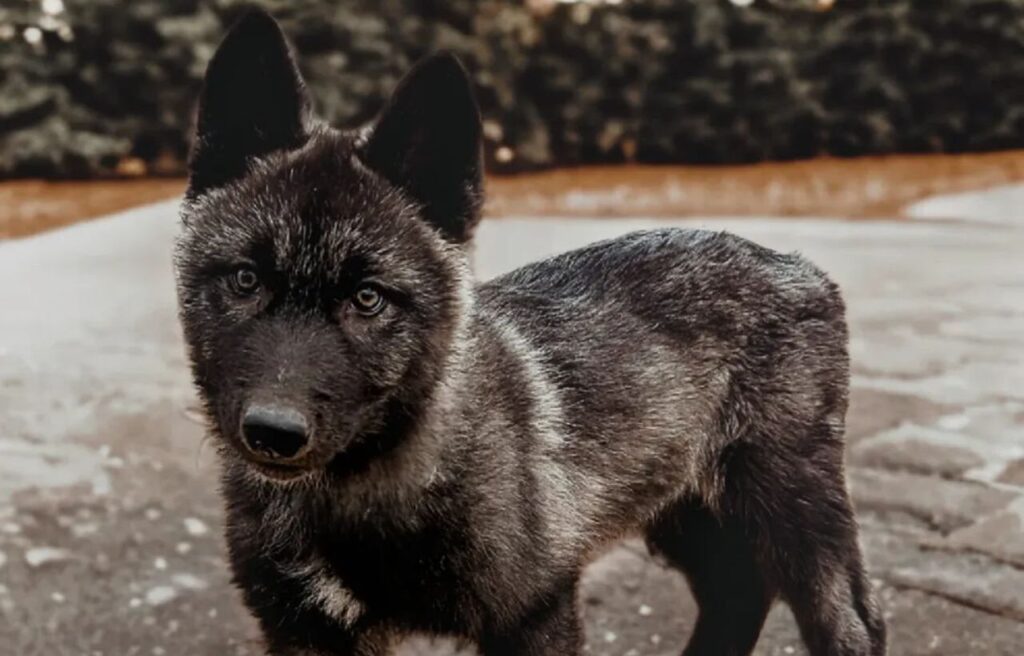 Black Northwestern Wolf pup standing on pavement