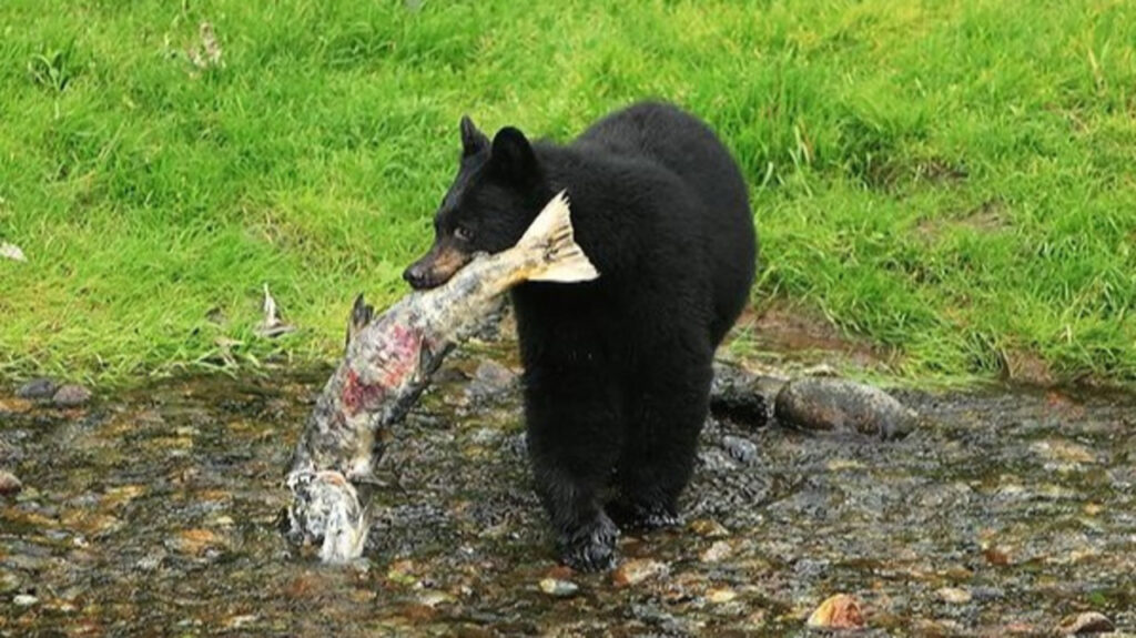 A Black Bear eating