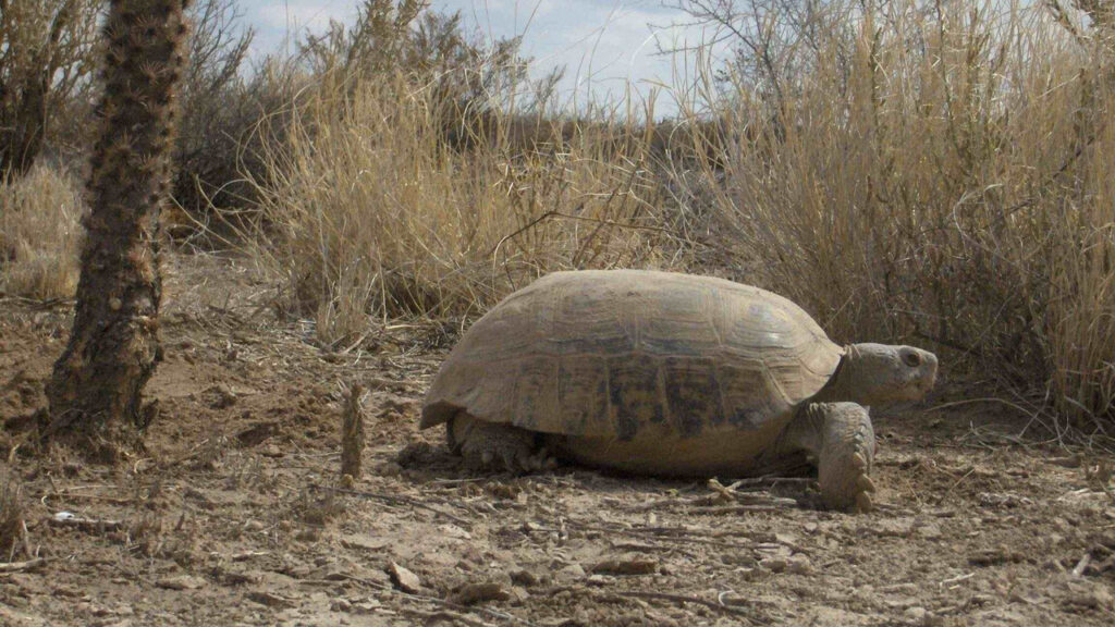 Bolson Tortoise