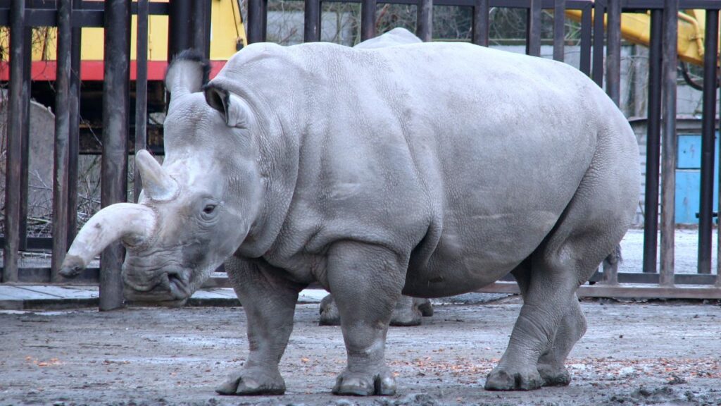 Northern White Rhinoceros