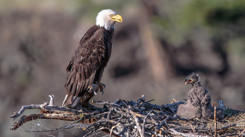 A juvenile Bald eagle next to an adult one