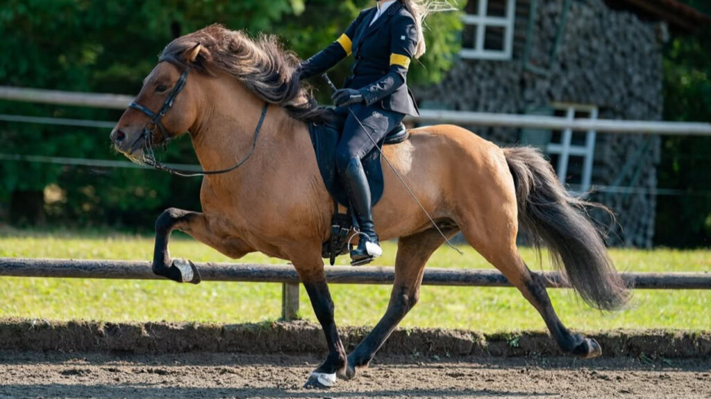  Gaited Horse strutting