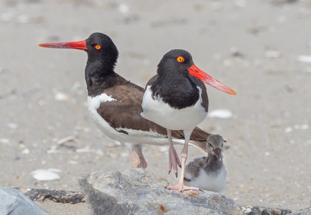 American oystercatcher