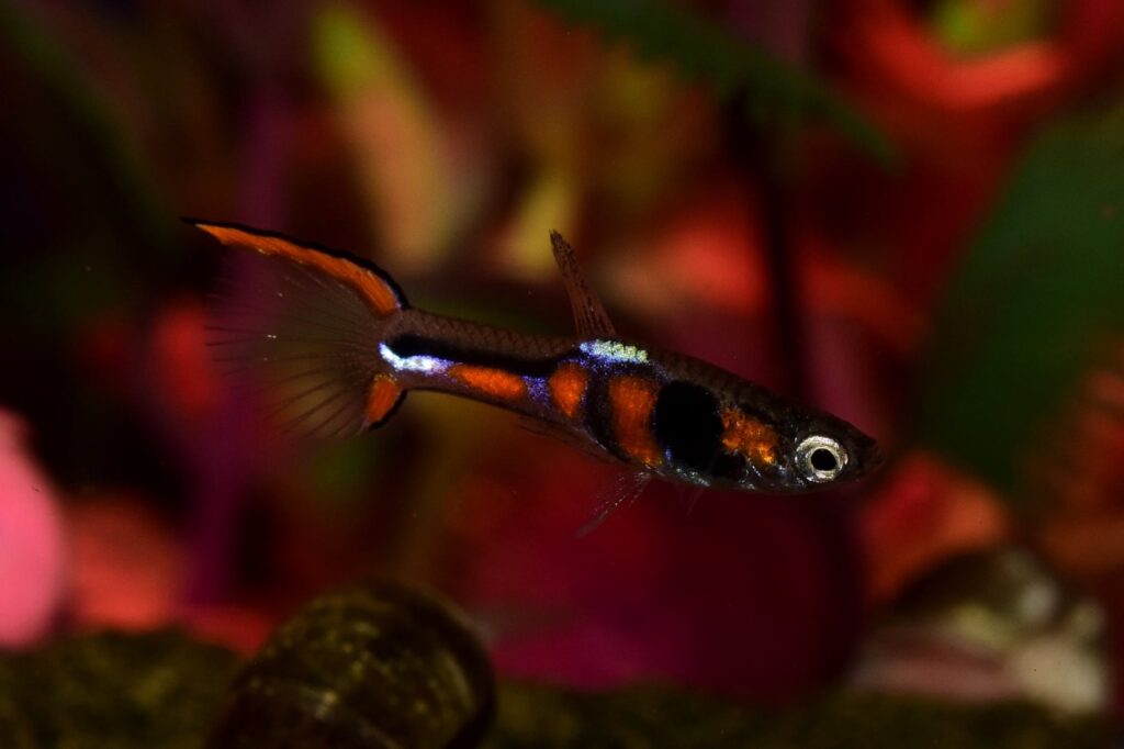 Endler’s Livebearer