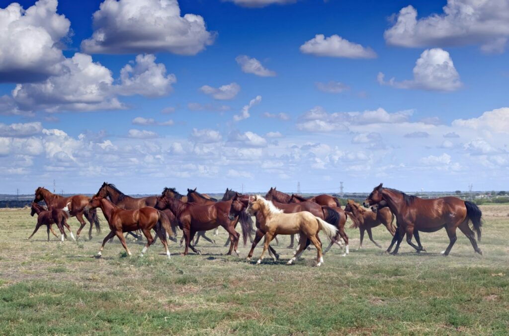 Horse Herd