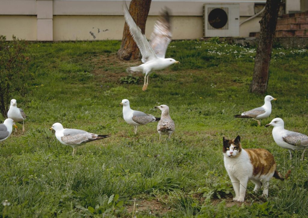 Cat preying on birds