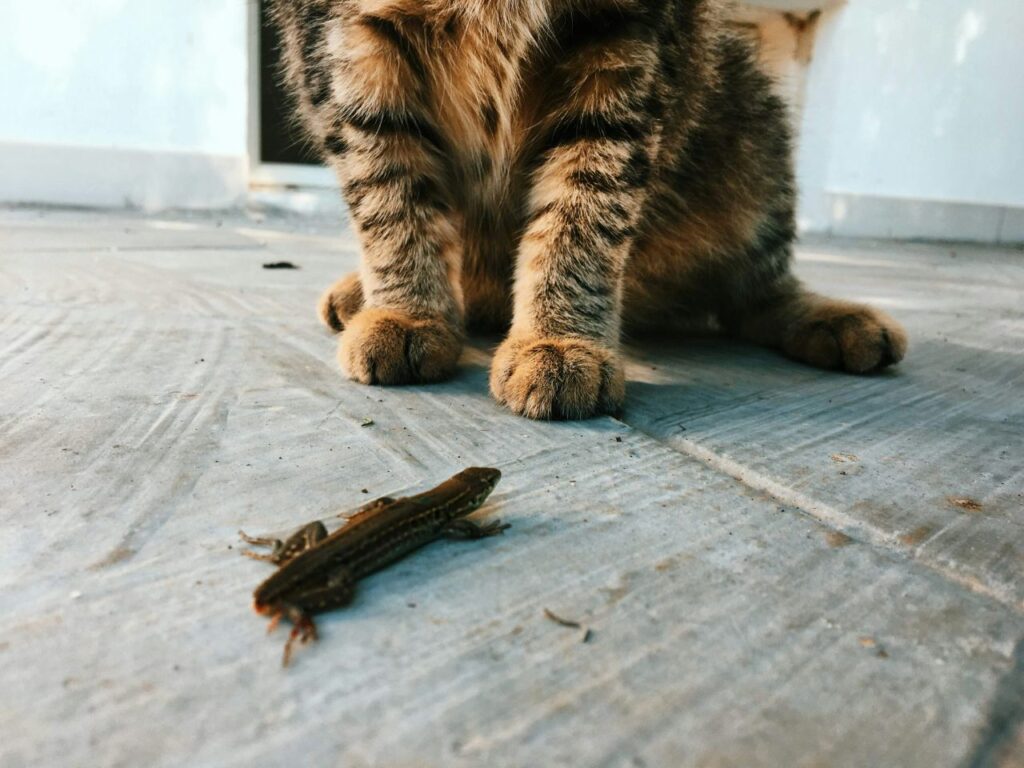 Cat preying on lizard