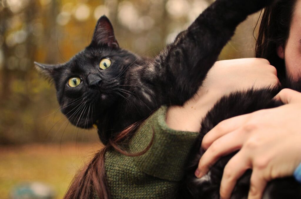 Cat trying to get away