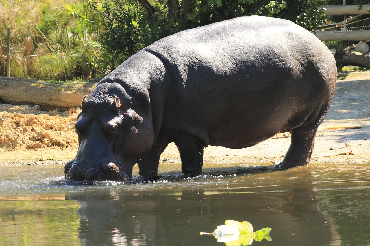 Hippo size