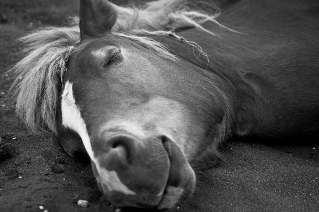 Close-up Shot of a Sleeping Horse