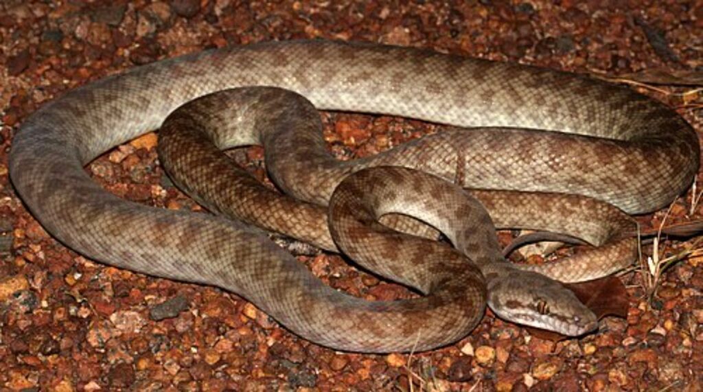 Children’s Python