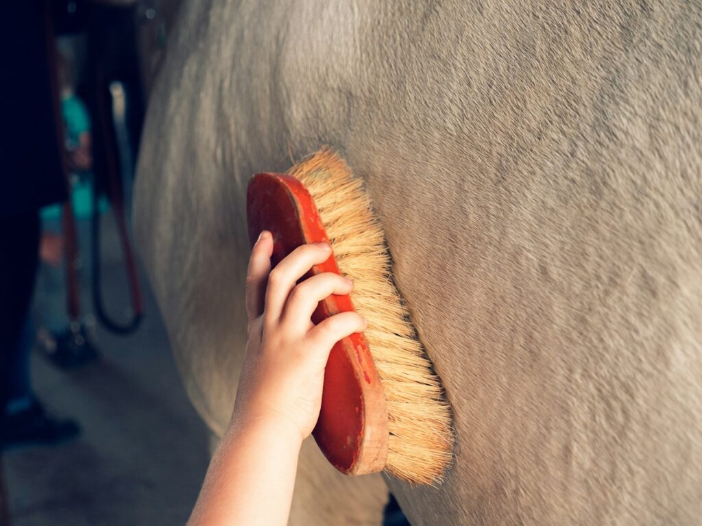 Horse Brushing