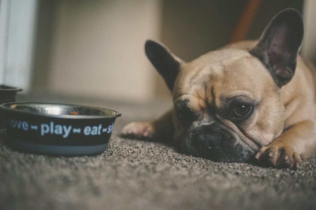 Dog Near Food Bowl