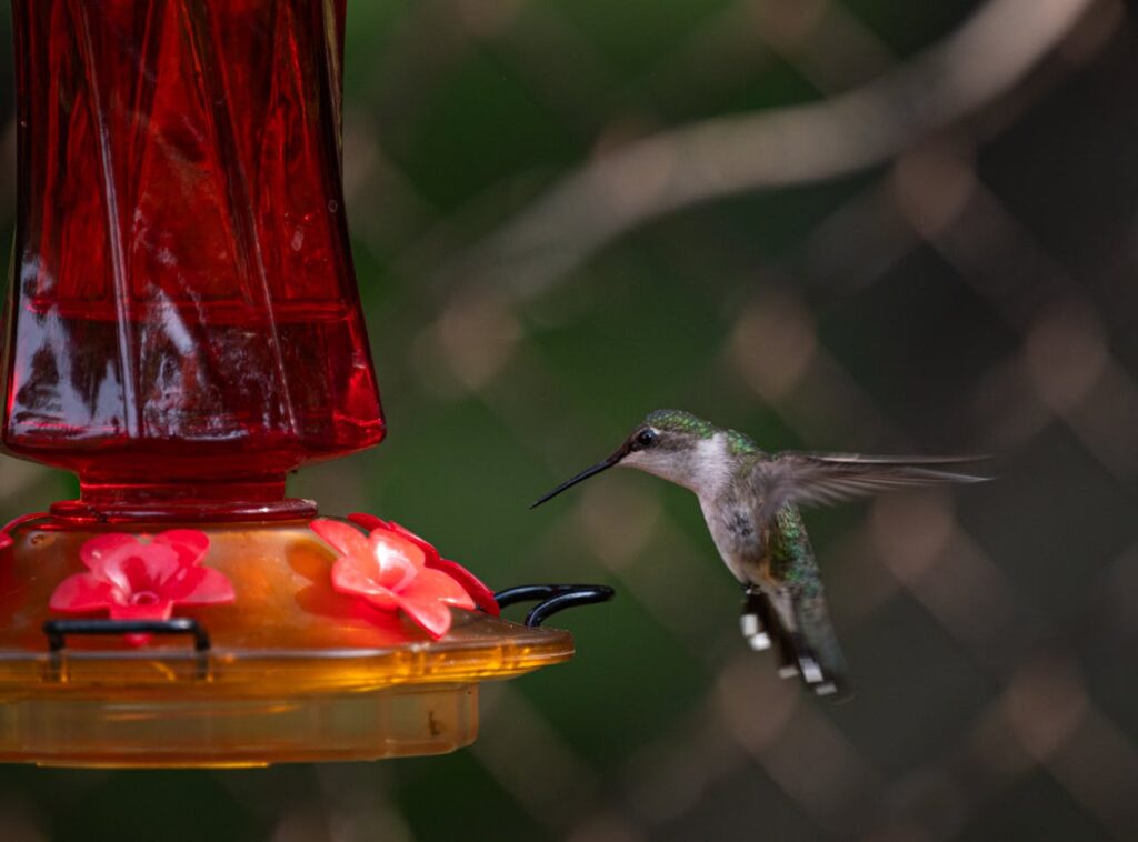 Humming Bird Feeder