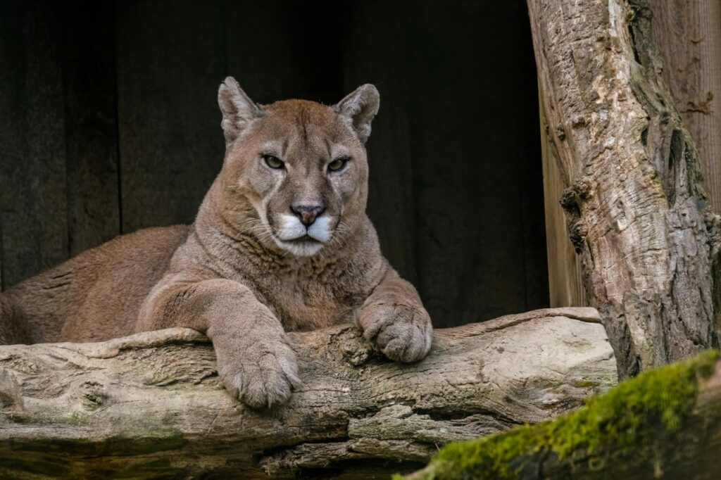 Cougar
